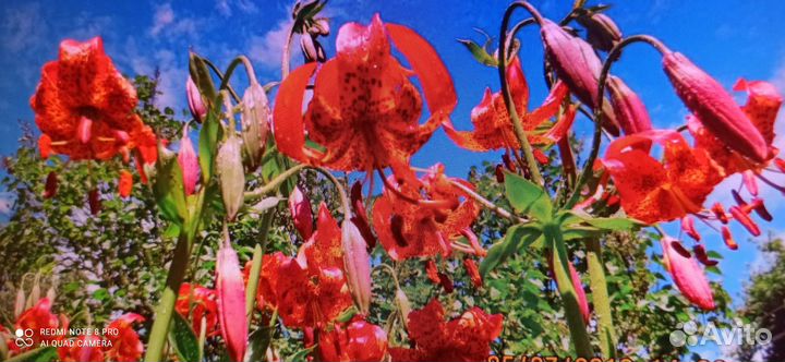 Многолетник.рябчик императорский пионы хосты