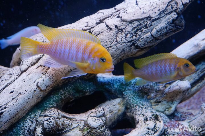 Цихлиды оз.Малави мальки и взрослые