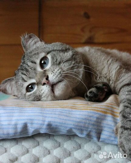 Короткошерстная кошка