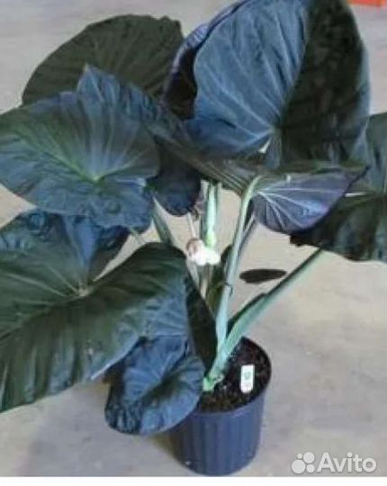 Клубни коразон, регал шилдс, сильвер драгон