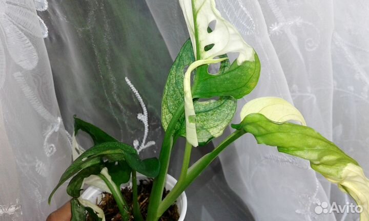 Монстера Адансона вариегатная, вайт форм