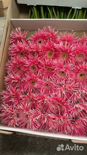 Гербера оптом