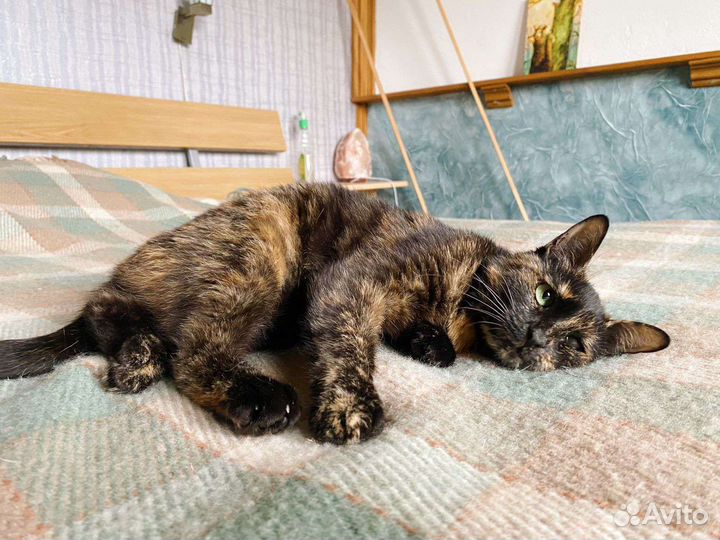 Ласкуша кисонька в добрые руки