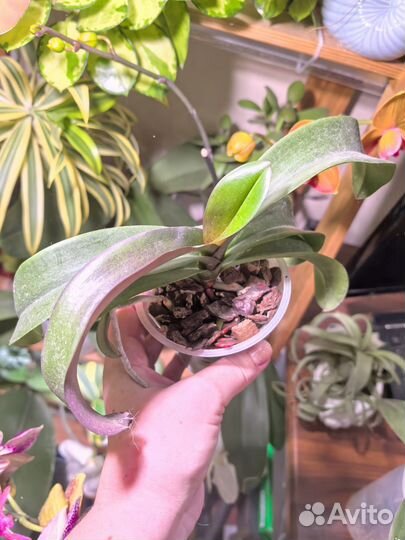 Орхидея фаленопсис Ирен Добкин