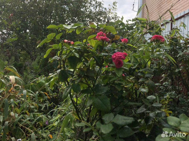 Роза на штамбе 1,5 м