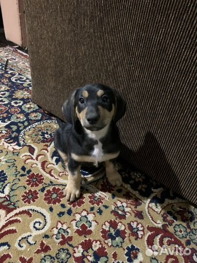 Продам таксу