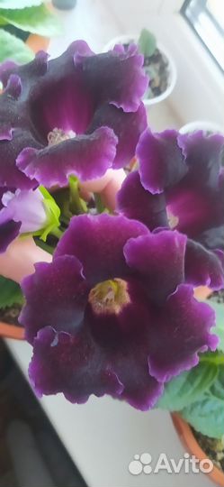 Глоксиния лист