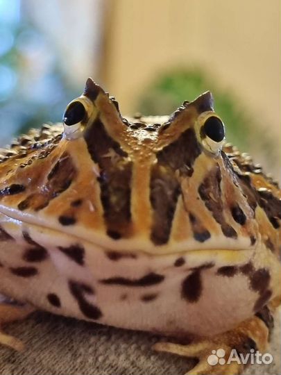 Лягушка рогатка