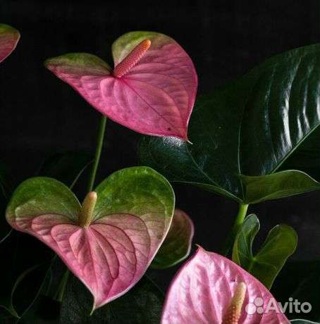 Антуриум пандола, почтой отправляю