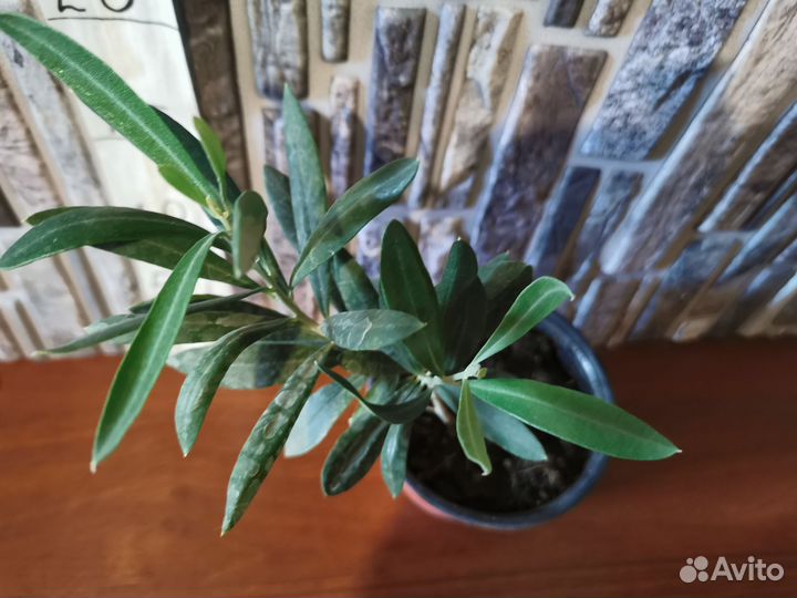 Олива европейская