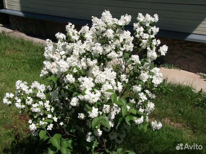 Многолетние растения и кустарники
