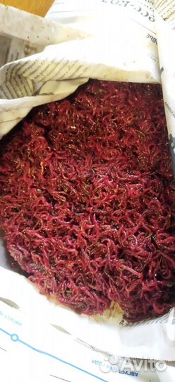 Мотыль свежий крупный