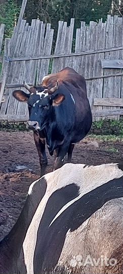 Корова высокоудойная