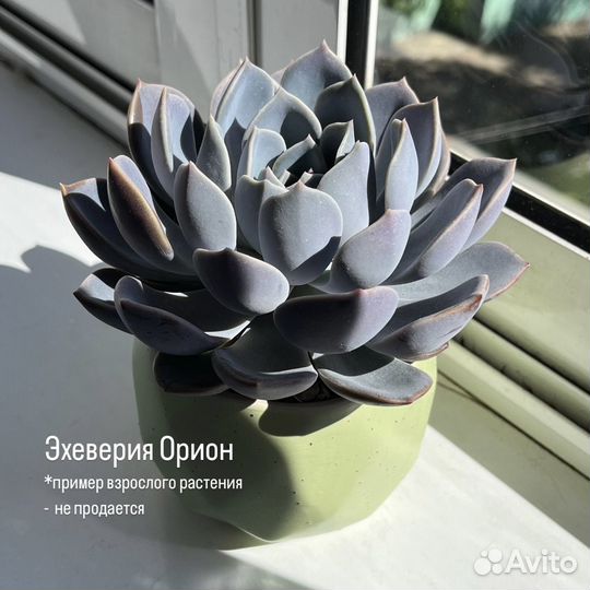 Суккуленты эхеверия пахиверия граптоседум