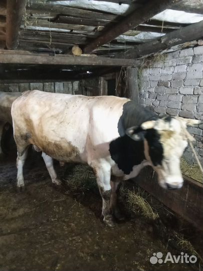 Бычки на мясо