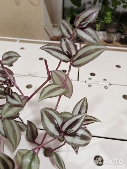 Традесканции