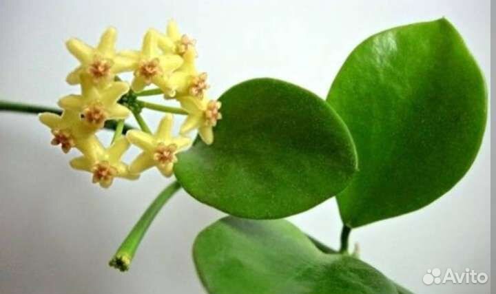 Хойя Бьякенсис сплеш