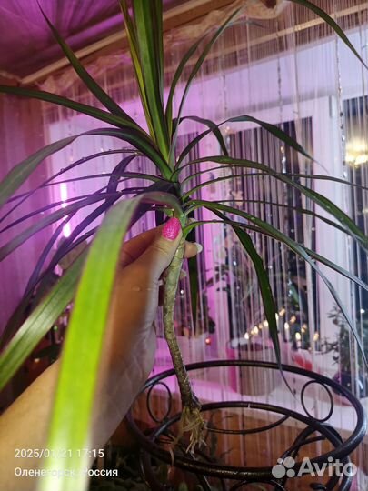 Ростки Юкки неукорененные