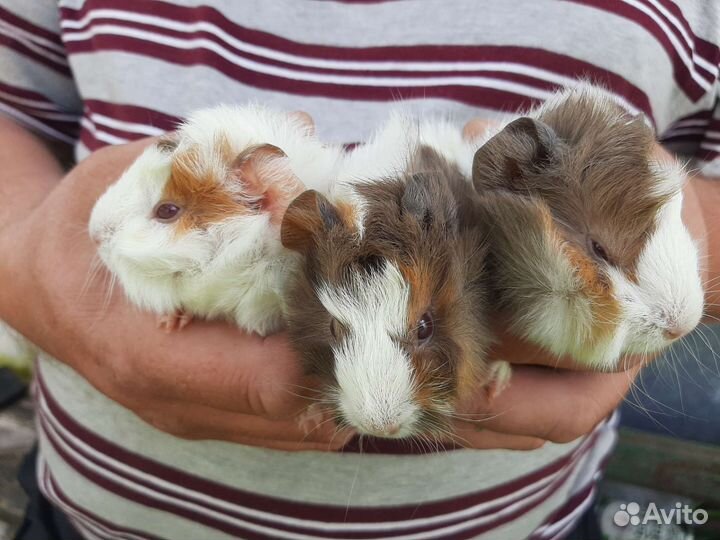 Морские свинки