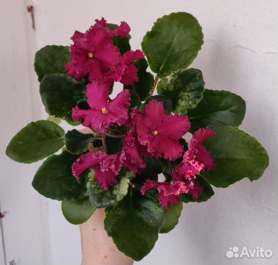 Фиалки сортовые мини и стандарты