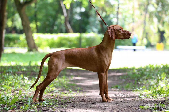 Щенки венгерской выжлы