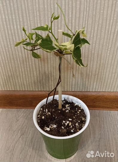 Крестовник Senecio