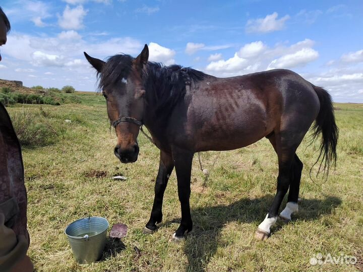 Продам лошадь