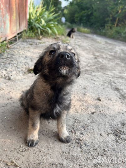 Щенки в добрые руки