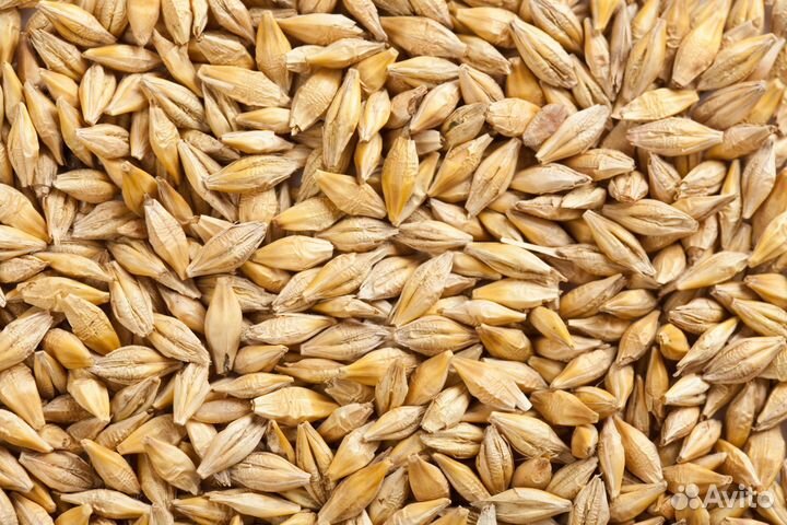 Ячмень, пшеница,кукуруза, горох