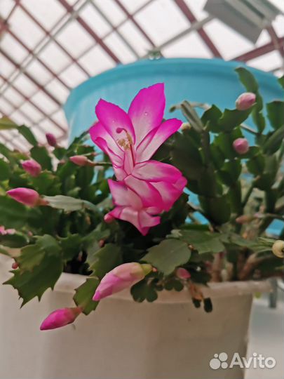 Декабрист. Комнатные растения, цветы