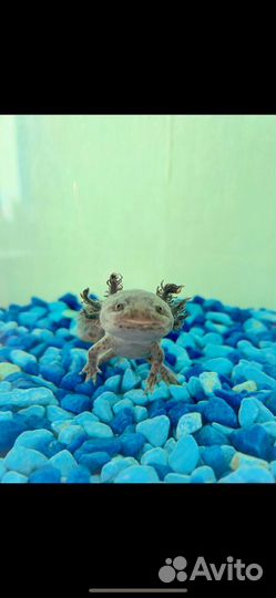 Аксолотль с аквариумом
