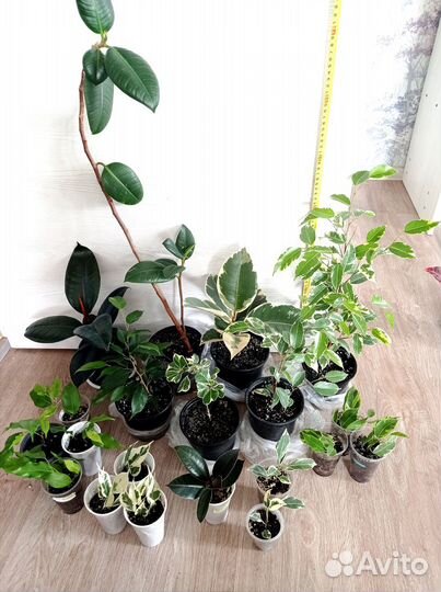 Фикусы разных сортов с доставкой