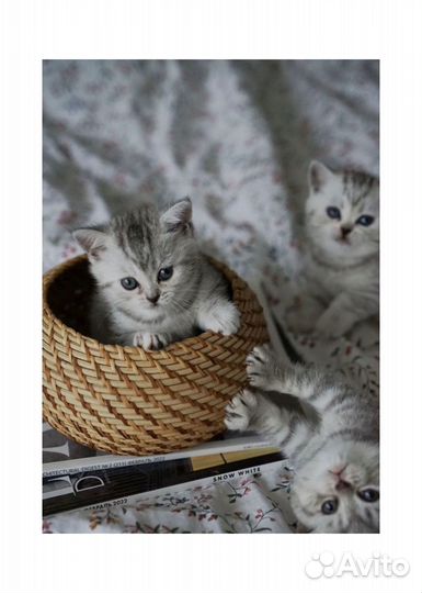 Серебристая шиншилла котята