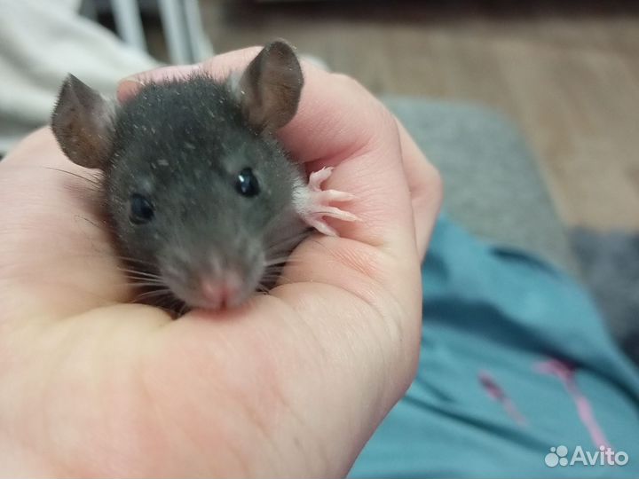 Декоративная крыса