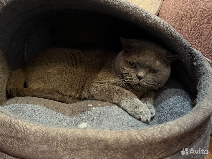 Британский кот (в хорошие руки)