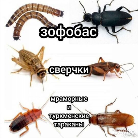 Кормовые насекомые. Сверчки. Мраморные тараканы