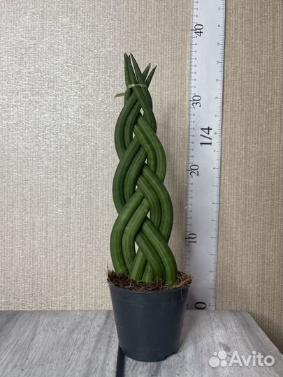 Сансивиерия цилиндрика коса комнатные растения