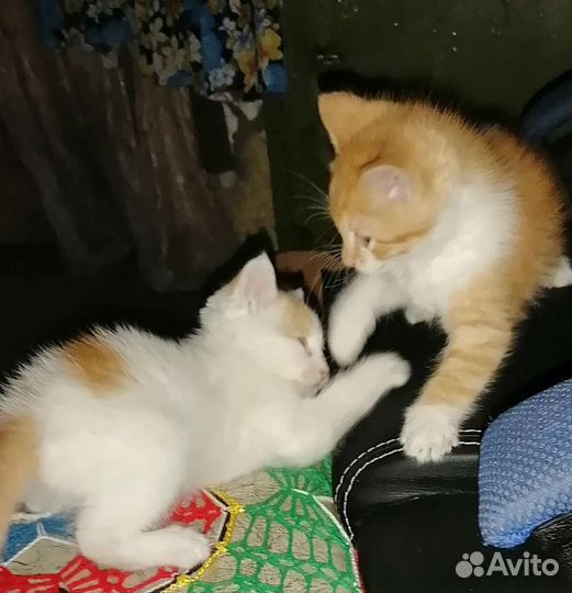 Кошка в дар