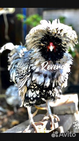 Инкубационное яйцо кур