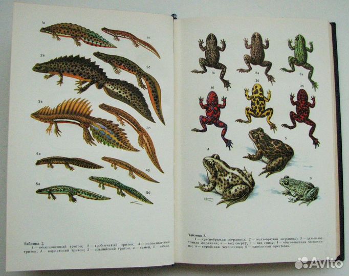 Определитель земноводных и пресмыкающихся СССР