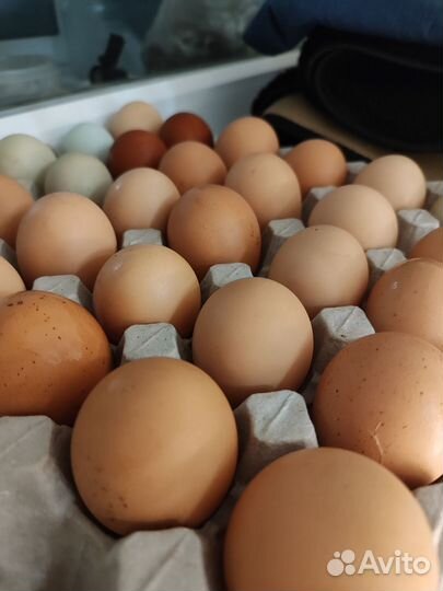Яйцо домашнее