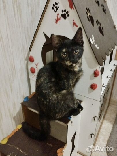 Кошечка в добрые руки