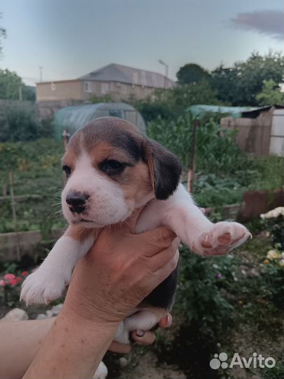 Бигль щенки