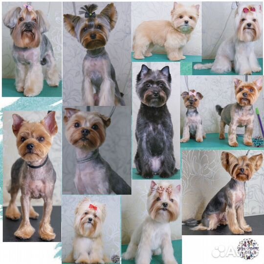 Стрижка собак и кошек (Груминг, тримминг)