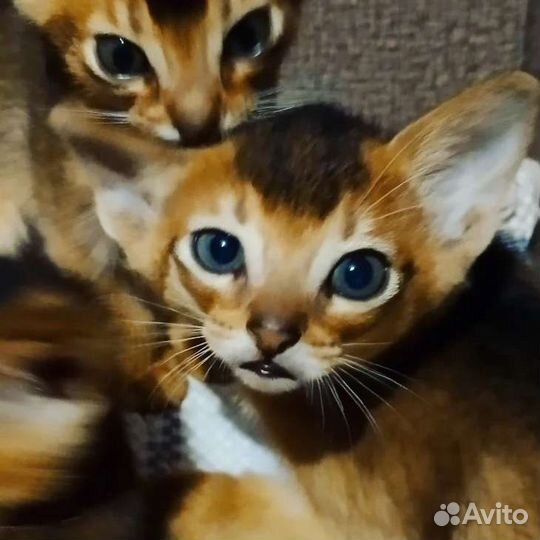 Абиссинская