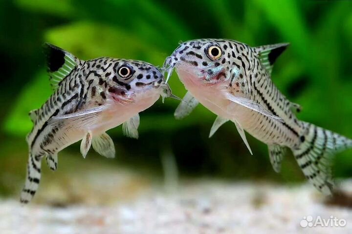 Меченосцы флаговые вуалевые,апистограммы Рамирези