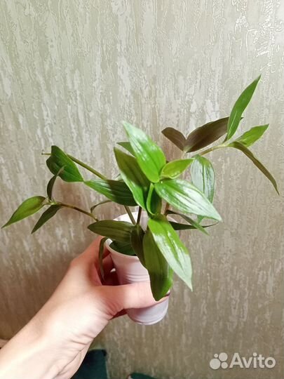 Комнатные цветы