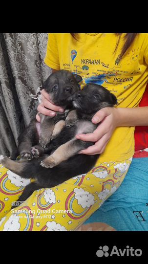 Отдам щенков вео