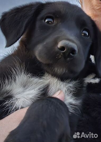 Метис лабрадора
