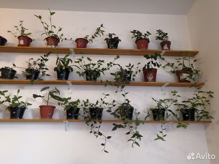 Неприхотливые комнатные растения